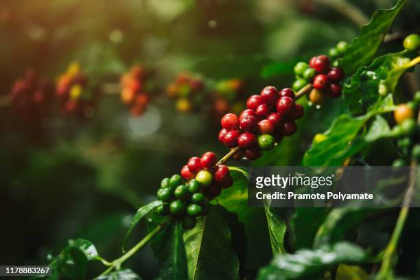 arabicas coffee tree on coffee tree, coffee bean single origin words class specialty.vintage nature background, - ecuador farm stock pictures, royalty-free photos & images