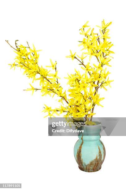 Forsythia High-Res Stock Photo
