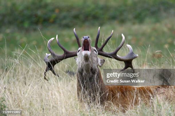 roaring red deer stag (cervus elaphus) - bugle stockfoto's en -beelden