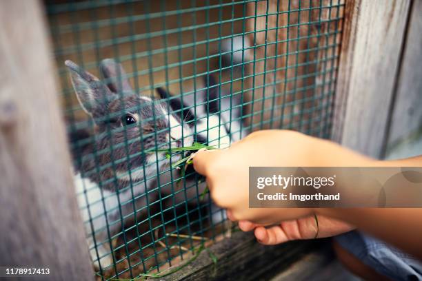 little boy feeding rabbits with grass - pet rabbit stock pictures, royalty-free photos & images