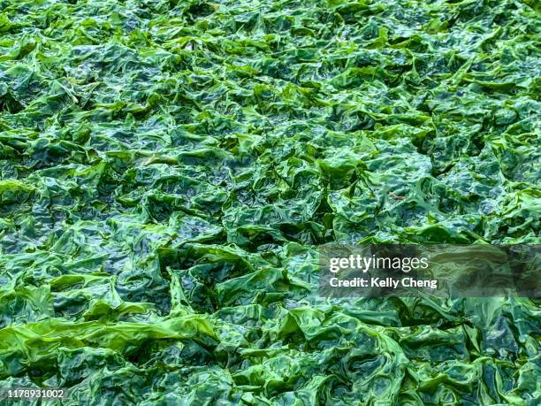 seaweed on beach at low tide - meeresalge stock-fotos und bilder