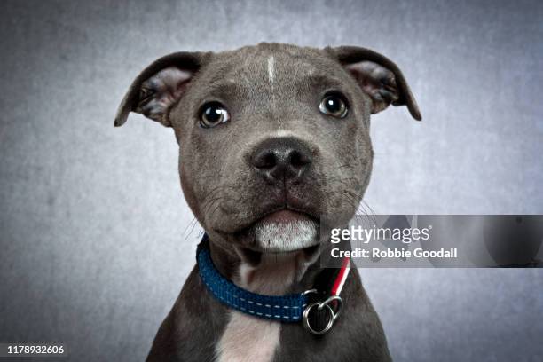 headshot of a staffordshire bull terrier puppy looking at the camera on a gray backdrop - staffordshire bull terrier bildbanksfoton och bilder