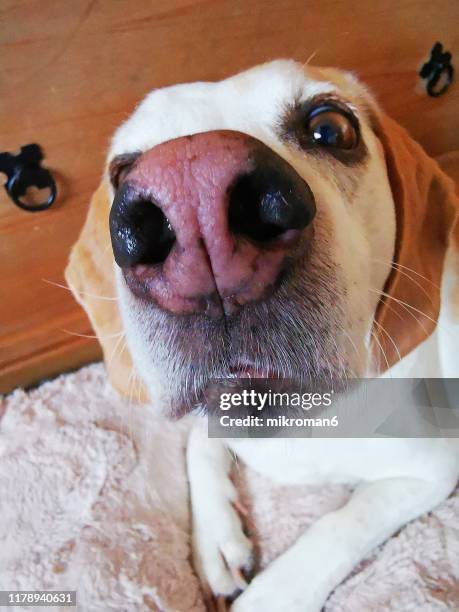 close-up of dog nose - nose smell stock pictures, royalty-free photos & images