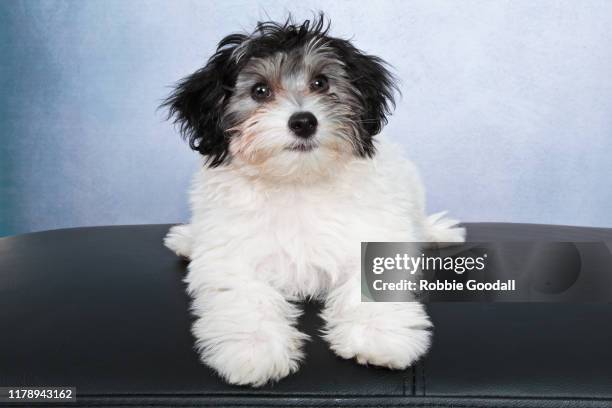 portrait of a papillon x poodle puppy looking at the camera on a blue background - papillon dog fotografías e imágenes de stock