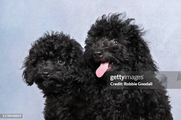 Black Toy Poodle Puppies Photos And Premium High Res Pictures Getty black-toy-poodle-puppies-photos-and-premium-high-res-pictures-getty