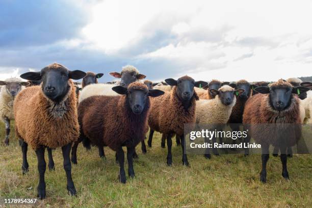 flock of sheep - schafherde stock-fotos und bilder