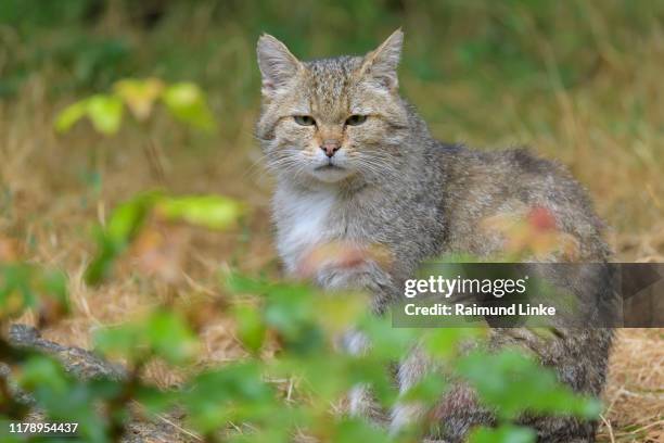 wildcat, felis silvestris - undomesticated cat photos et images de collection