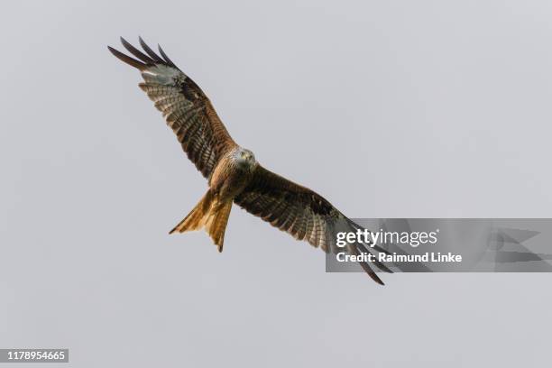 red kite, milvus milvus - kite bird stock pictures, royalty-free photos & images