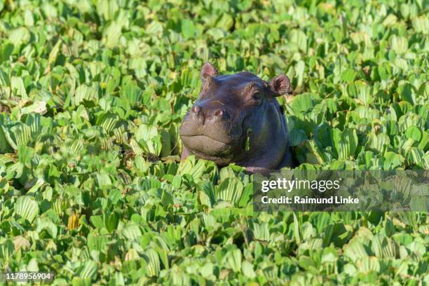 hippopotamus, hippopotamus amphibus, young in pond covered with water lettuce, masai mara national reserve, kenya, africa - hippopotamus stock pictures, royalty-free photos & images