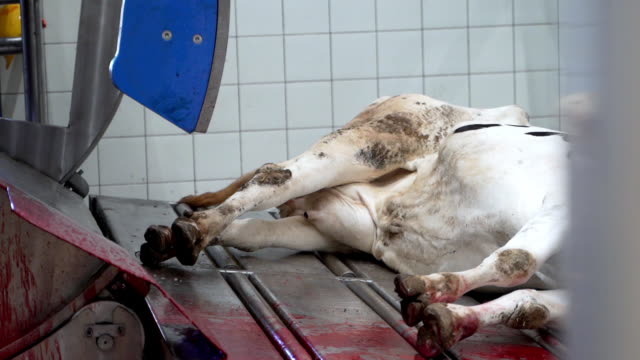 936 Slaughterhouse Videos and HD Footage - Getty Images