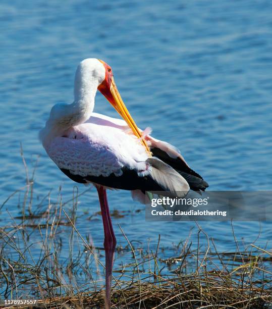 yellow-billed stork preening its feathers, south africa - preen stock pictures, royalty-free photos & images