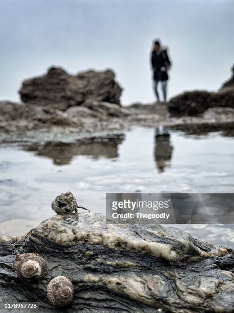 crabs and snails growing on rocks with woman in background, saint hilaire de riez beach, vendee, france - vendée photos et images de collection