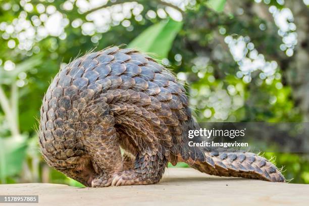 Close-up of a pangolin standing up on a wall, Indonesia