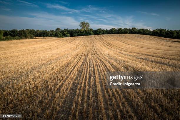 wheat field after summer harvest, vitoria, alava, basque country, spain - tierra cultivada fotografías e imágenes de stock