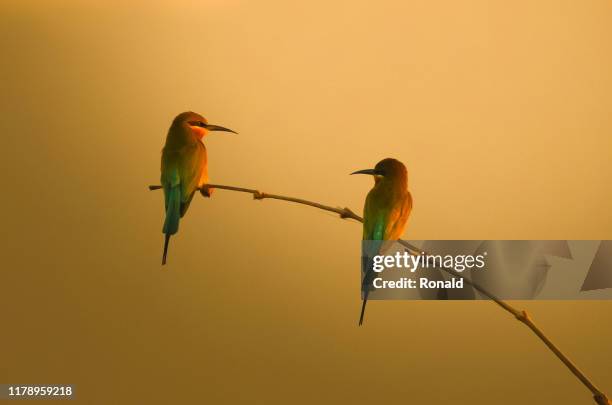 two birds on a branch at sunset, indonesia - birds indonesia stock pictures, royalty-free photos & images