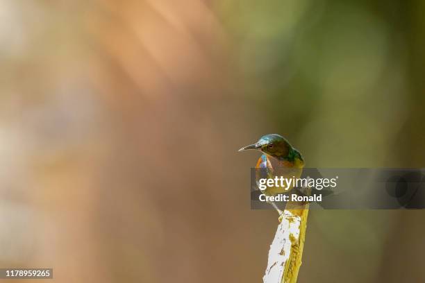 hummingbird on a branch, indonesia - kolibri fotografías e imágenes de stock