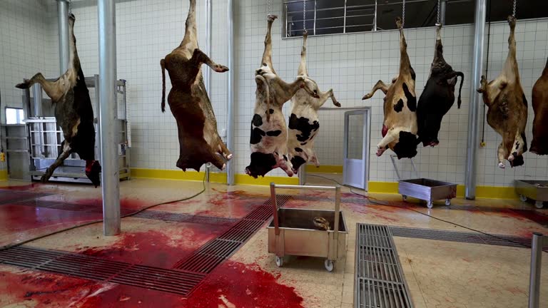 936 Slaughterhouse Videos and HD Footage - Getty Images 936 Slaughterhouse Videos and HD Footage - Getty Images