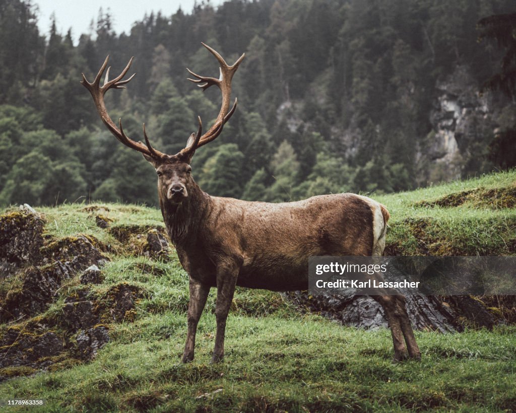 Majestic deer