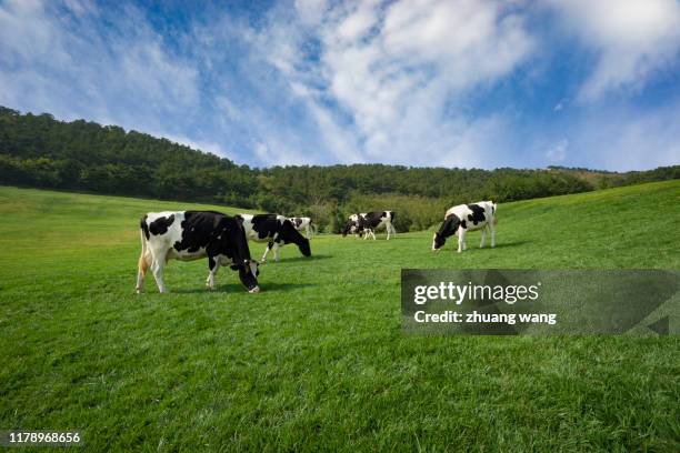 green pasture - spotted cow stock pictures, royalty-free photos & images