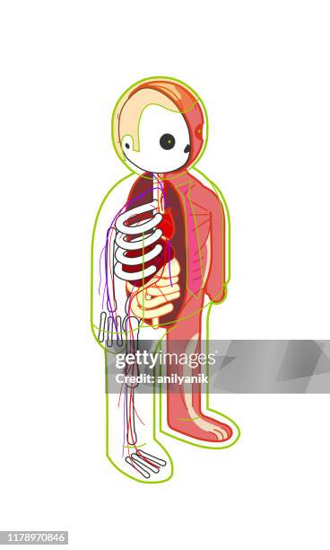 stockillustraties, clipart, cartoons en iconen met basis anatomie knipsel - human skeletal system