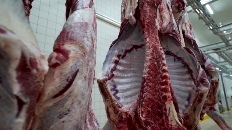 455 Cow Slaughter Videos and HD Footage - Getty Images 455 Cow Slaughter Videos and HD Footage - Getty Images