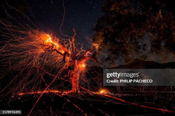 Long exposure photograph shows a tree burning during the Kincade fire off Highway 128, east of Healdsburg, California on October 29, 2019. -...