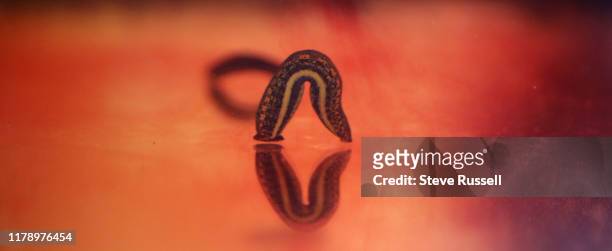 European medicinal leech, Hirudo verbana, feeds on a blood sausage. The rear of the leech is the bigger part with a smaller head that has multiple...