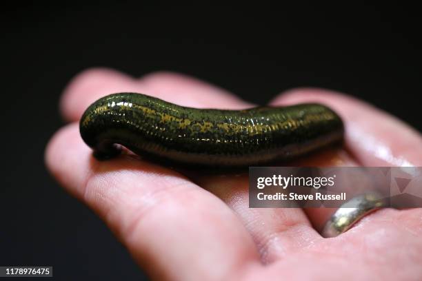 European medicinal leech, Hirudo verbana, is bigger after feeding on a blood sausage. The rear of the leech is the bigger part with a smaller head...