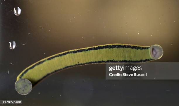 European medicinal leech, Hirudo verbana, moves along the tank looking for food. The rear of the leech is the bigger part with a smaller head that...