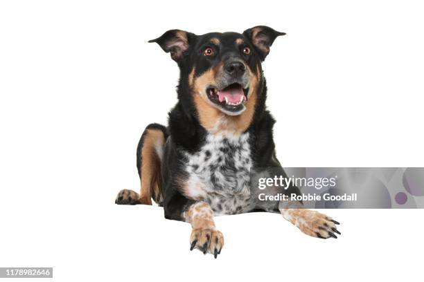 portrait of a rottweiler x australian cattle dog looking at the camera with it's mouth open on a white background - australian cattle dog 個照片及圖片檔