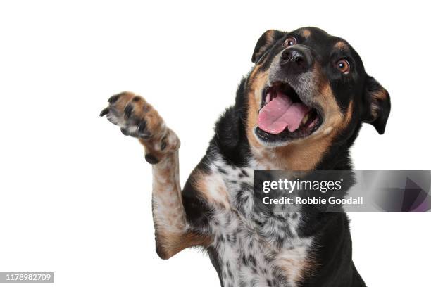 headshot of a rottweiler x australian cattle dog giving a high five with it's mouth open on a white background. - australian cattle dog imagens e fotografias de stock