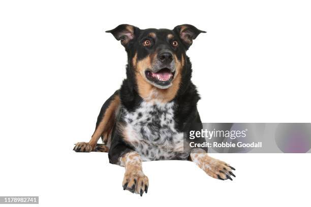 portrait of a rottweiler x australian cattle dog looking at the camera with it's mouth open on a white background - australian cattle dog imagens e fotografias de stock