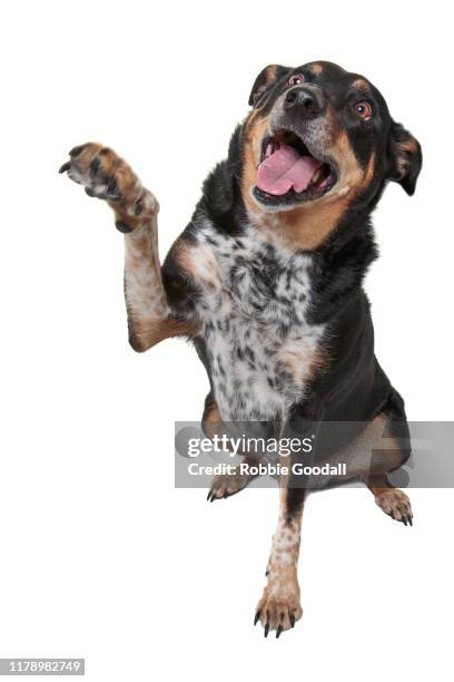 Dogs While High Dog Giving High Five Isolated Photos and Premium High Res Pictures ...
