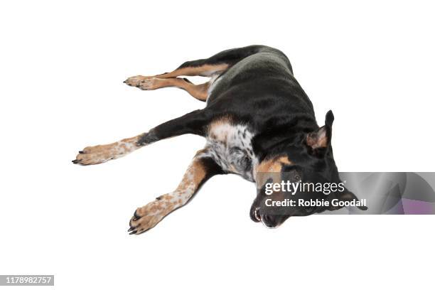portrait of a rottweiler x australian cattle dog laying down on a white background - dog lying down stock pictures, royalty-free photos & images