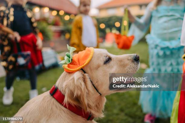 trick or treat? - undomesticated cat stock pictures, royalty-free photos & images
