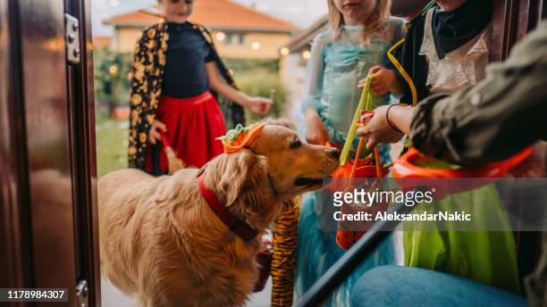 trick or treat? - animal themes stock pictures, royalty-free photos & images