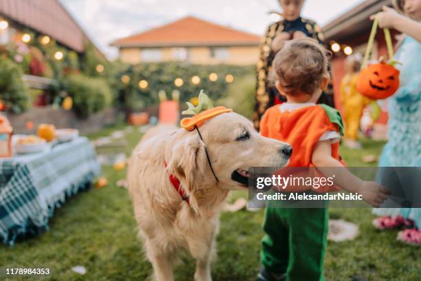 trick or treat? - halloween dog stock pictures, royalty-free photos & images