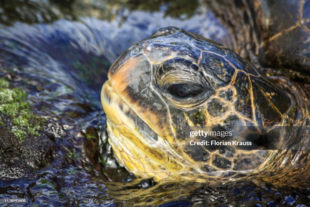 Hawaiian Green Sea Turtle