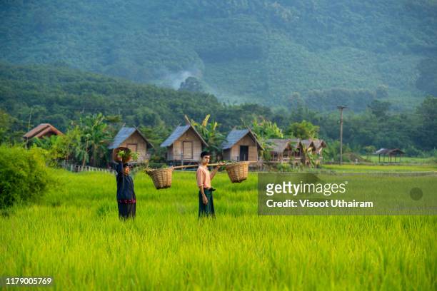 vietnamese farmer working on rice field. - thai tradition stock pictures, royalty-free photos & images