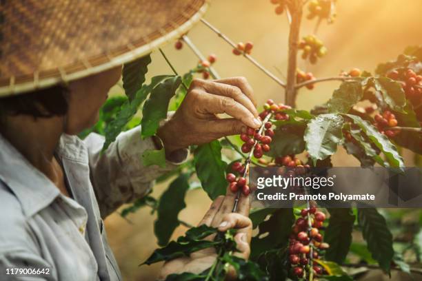 [coffee berries] close-up arabica coffee berries with agriculturist hands of vietnamese women - vietnam stock-fotos und bilder