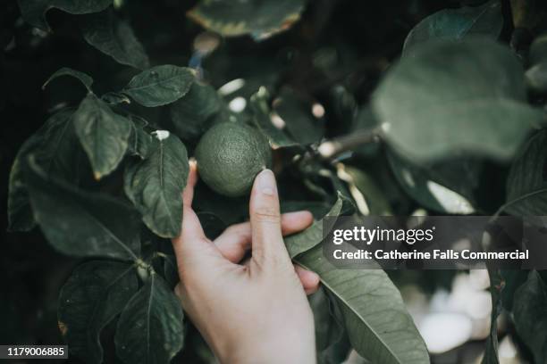 lime tree - lime tree stock pictures, royalty-free photos & images