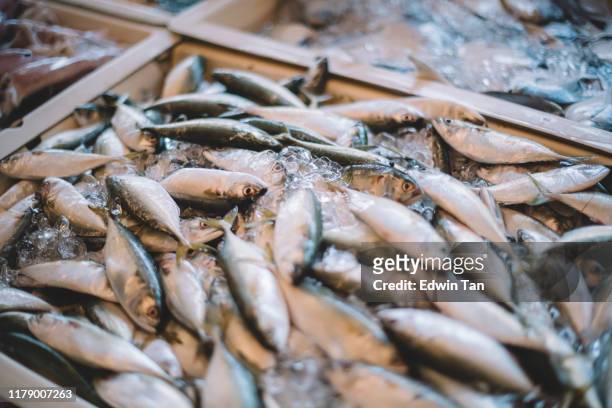 pescados frescos sobre hielo - estudio de mercado fotografías e imágenes de stock