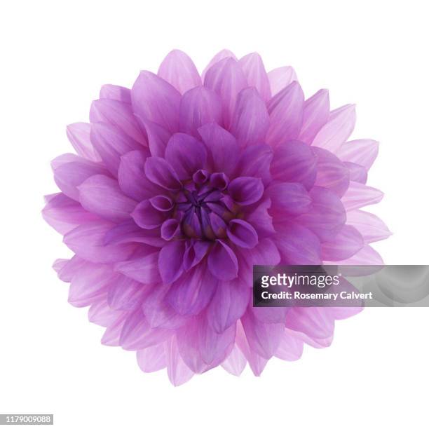 dahlia 'blue boy' flower, on white square. - violet flower stock pictures, royalty-free photos & images