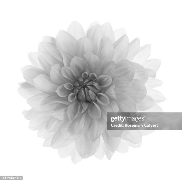 black & white dahlia flower in close-up on white square. - flower head ストックフォトと画像