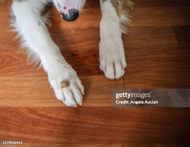 australian shepherd with treat on his paw - animal foot stock pictures, royalty-free photos & images