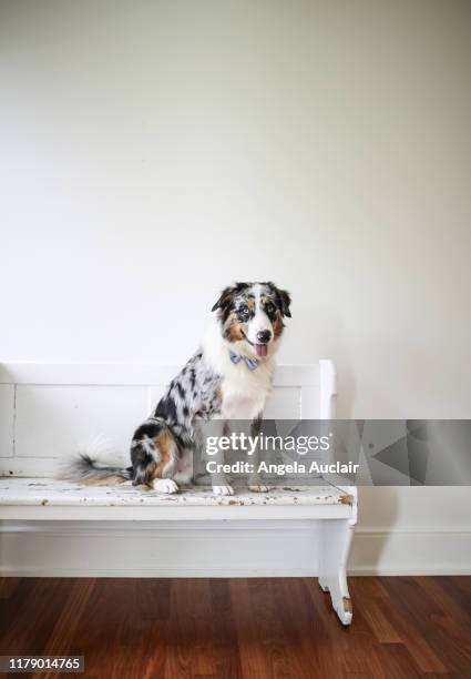 portrait of an australian shepherd - australian shepherd 個照片及圖片檔