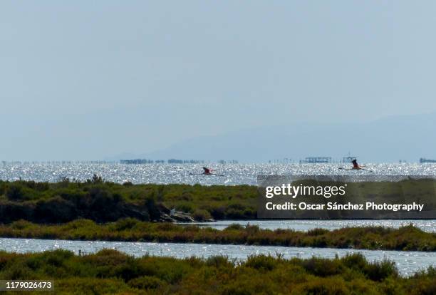 flying flamingos - delta ebro fotografías e imágenes de stock