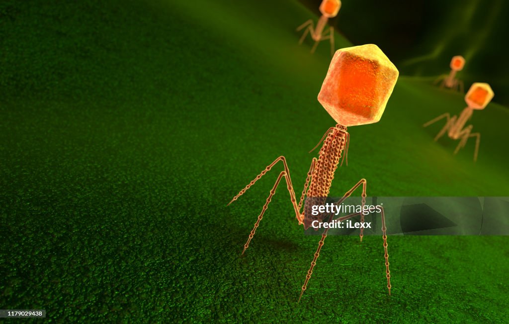Partícula do vírus do bacteriófago na superfície das bactérias