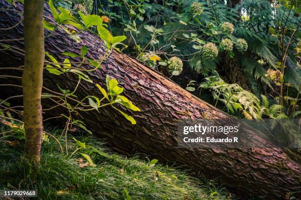 tree felled and fallen in the forest - fallen tree stock pictures, royalty-free photos & images