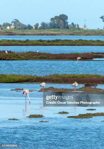 flamingo birds - delta ebro fotografías e imágenes de stock